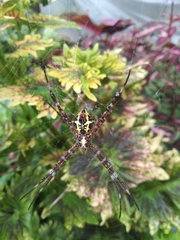 Argiope
