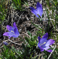 Campanula tridentata