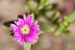 Delosperma