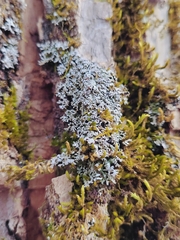 Physconia subpallida