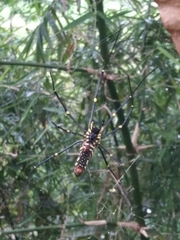 Nephila pilipes