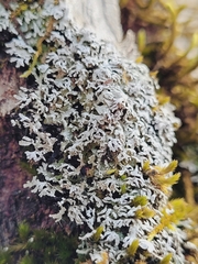 Physconia subpallida