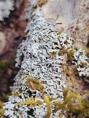 Physconia subpallida