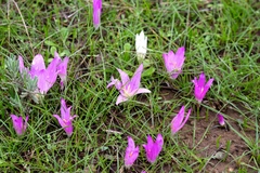 Colchicum