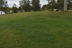 Trifolium repens repens