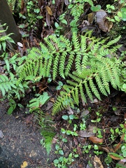 Polystichum dudleyi