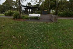 Trifolium repens repens