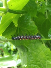 Doleschallia bisaltide