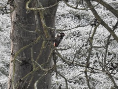 Dendrocopos major