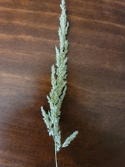 Sphenopholis obtusata