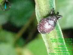 Chalcodermus