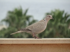 Streptopelia decaocto