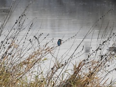 Alcedo atthis