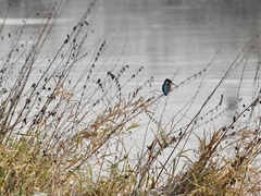 Alcedo atthis