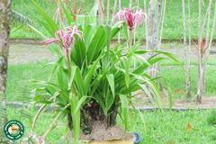Crinum × amabile