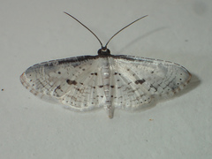 Calindoea hypargyra