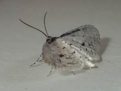 Calindoea hypargyra