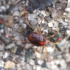 Erythraeidae