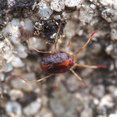 Erythraeidae