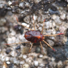Erythraeidae
