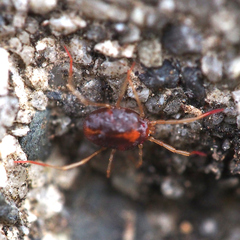 Erythraeidae