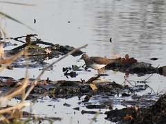 Tringa ochropus