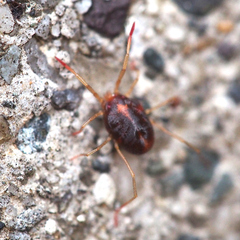 Erythraeidae