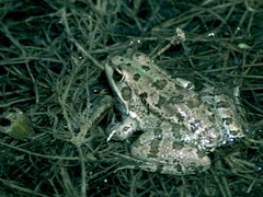Pelophylax saharicus