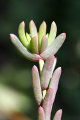 Delosperma versicolor