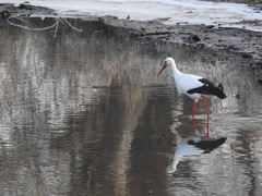 Ciconia ciconia