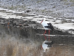 Ciconia ciconia