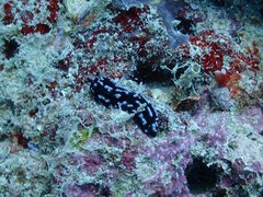 Phyllidiella