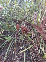Xyris caroliniana