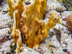 Millepora complanata