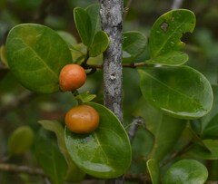 Cyclophyllum coprosmoides coprosmoides