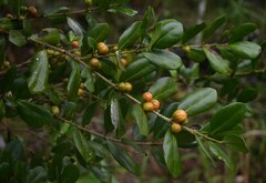 Cyclophyllum coprosmoides coprosmoides
