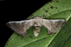 Bombyx