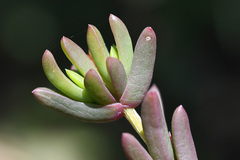 Delosperma versicolor