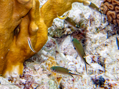 Halichoeres maculipinna