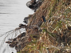Alcedo atthis