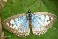 Leptotes plinius plinius