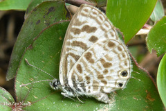 Leptotes plinius plinius
