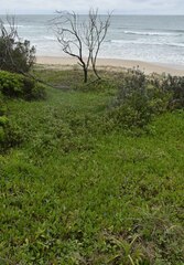 Scaevola calendulacea