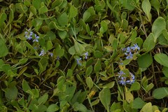 Scaevola calendulacea