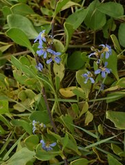 Scaevola calendulacea