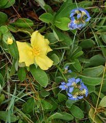 Scaevola calendulacea