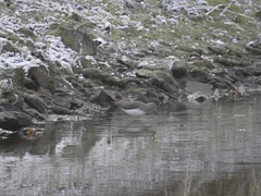 Tringa ochropus