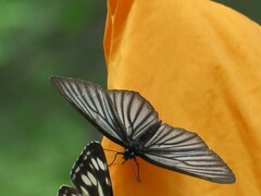 Aldania raddei