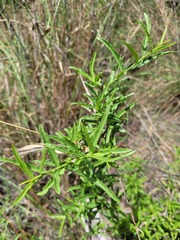 Elaeodendron transvaalense