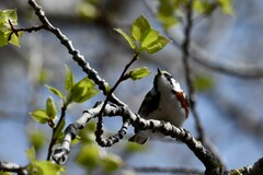 Setophaga pensylvanica